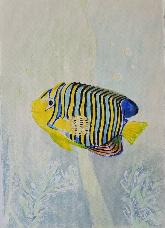 Korallenrifffische – 1/3